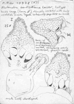 Vorschaubild Nectandra bartlettiana Lasser